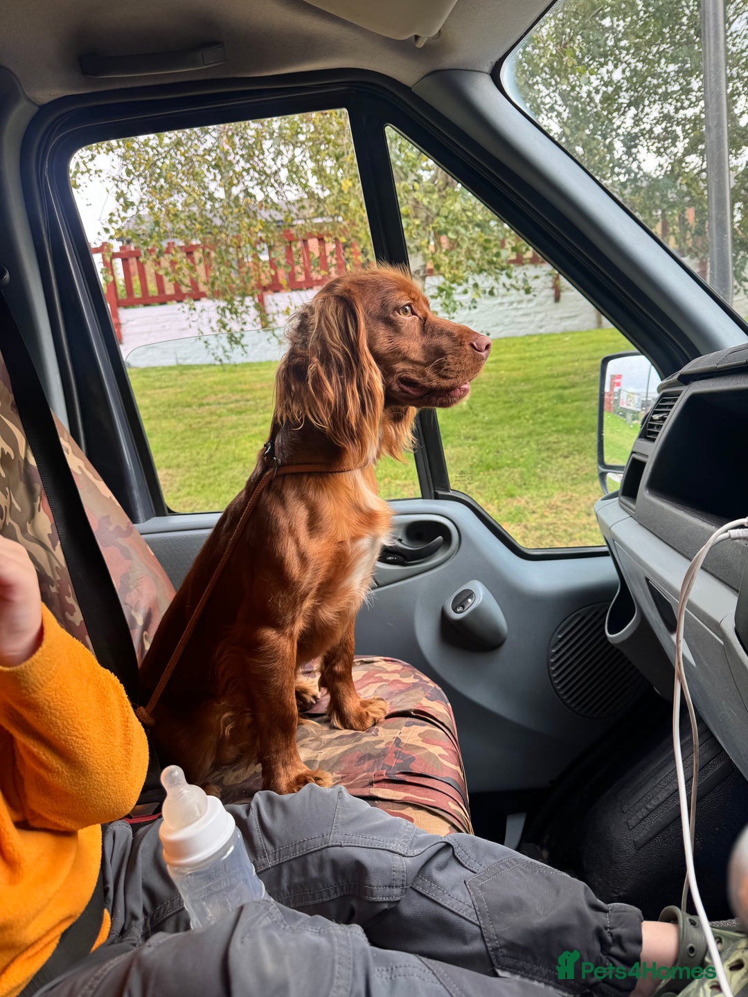Cocker Spaniel dogs for sale: Working Cocker Spaniel  - Image 2