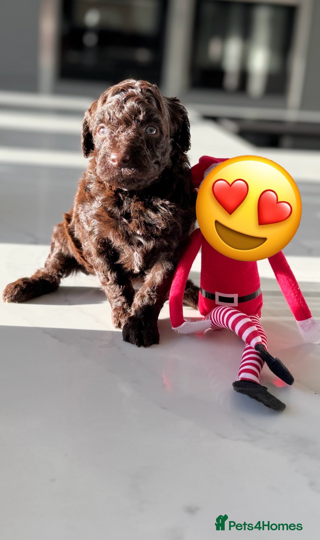 Cockapoo dogs Last Solid Chocolate Female Cockapoo  - Advert 11