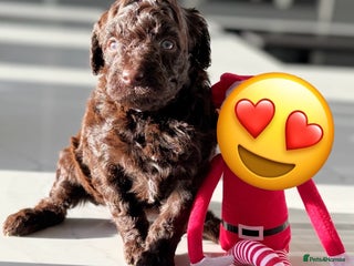 Cockapoo dogs Last Solid Chocolate Female Cockapoo - Advert 3