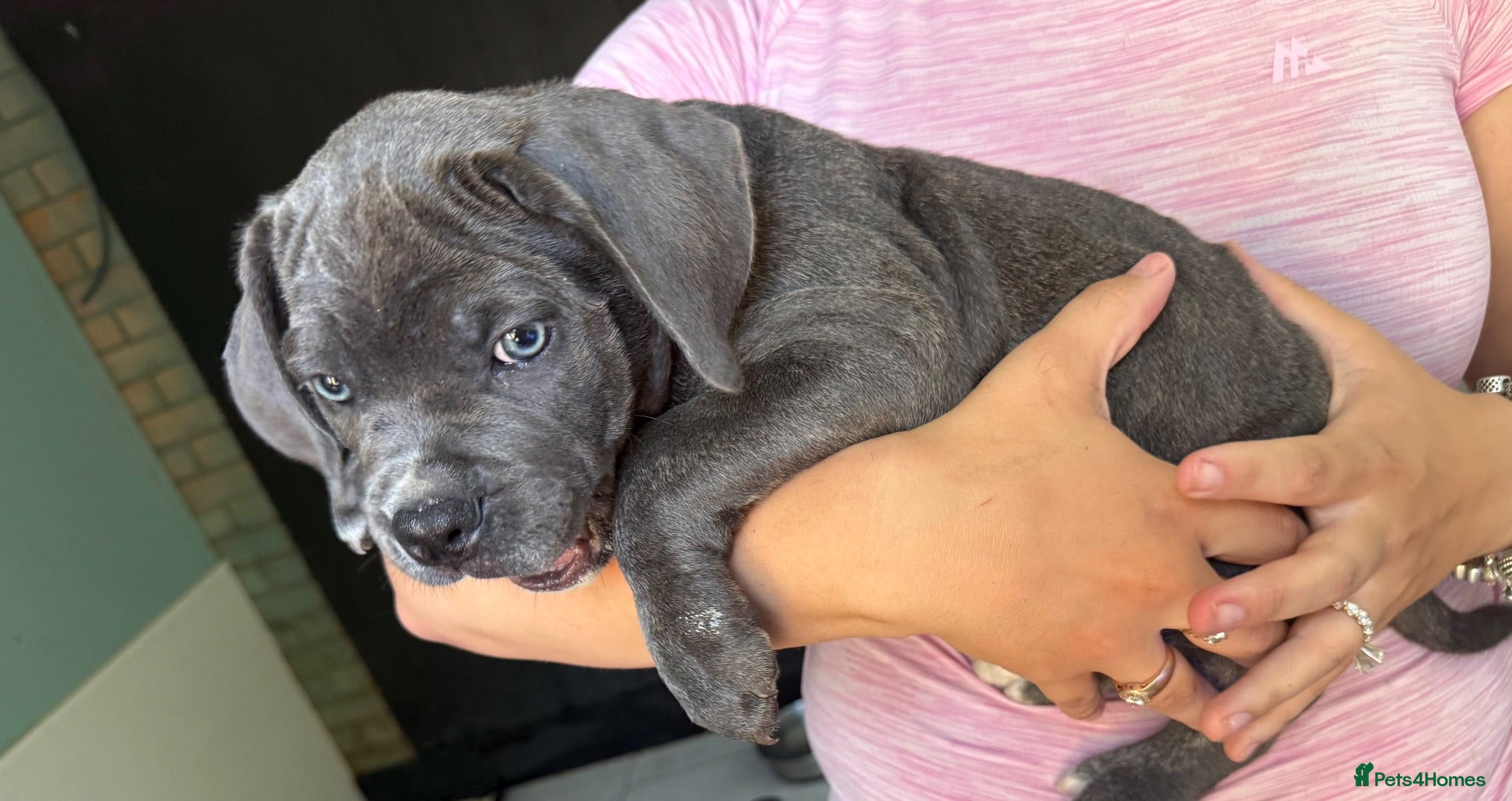 Cane Corso dogs Now ready to leave!🥰 - Advert 1