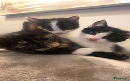 Mixed Breed cats for sale: 3 kittens for sale.  - Image 16
