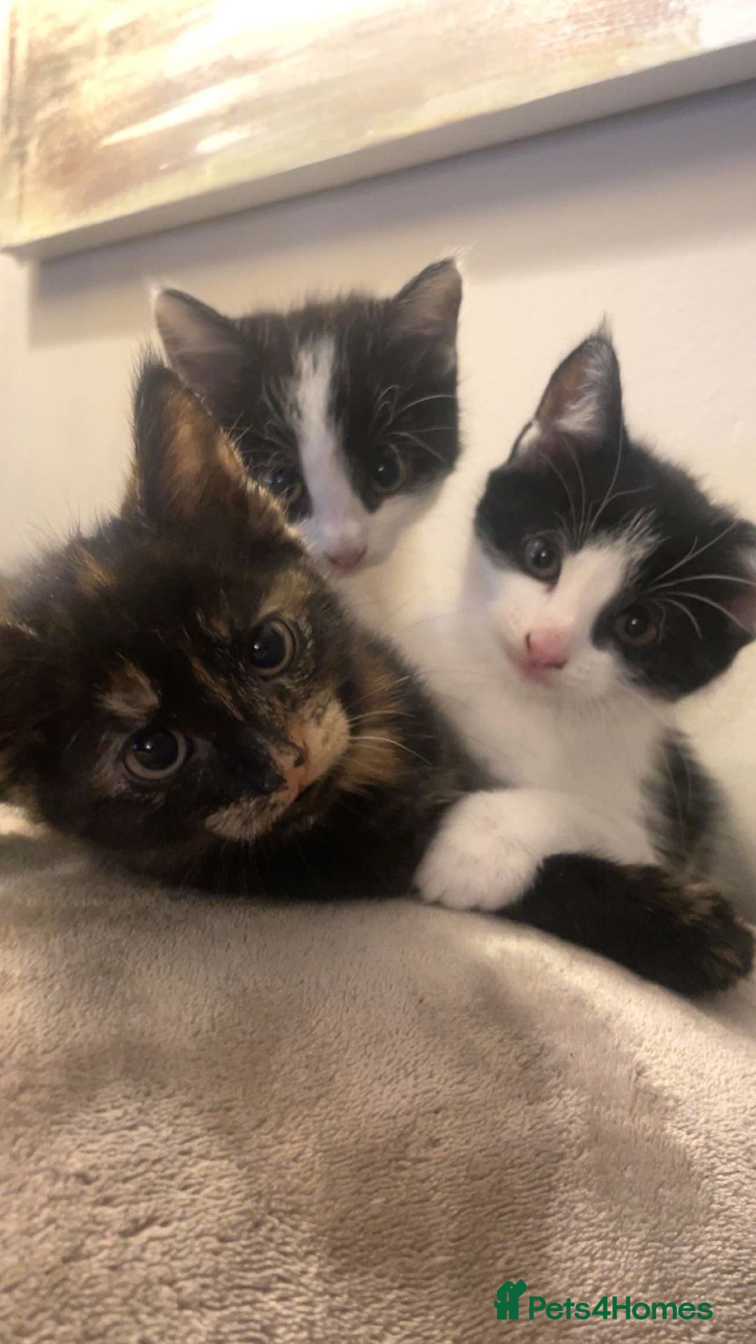 Mixed Breed cats for sale: 3 kittens for sale.  - Image 16