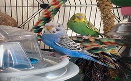 Budgerigars birds for sale: 2 baby budgies and stunning cage  - Image 3