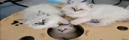 Siberian cats for sale: 💎Championship Line - Last Available Kitten💎 - Advert 17