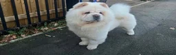 Chow Chow dogs for sale: ❤️🐾STUNNING CHOW CHOW PUPPIES  - Advert 3