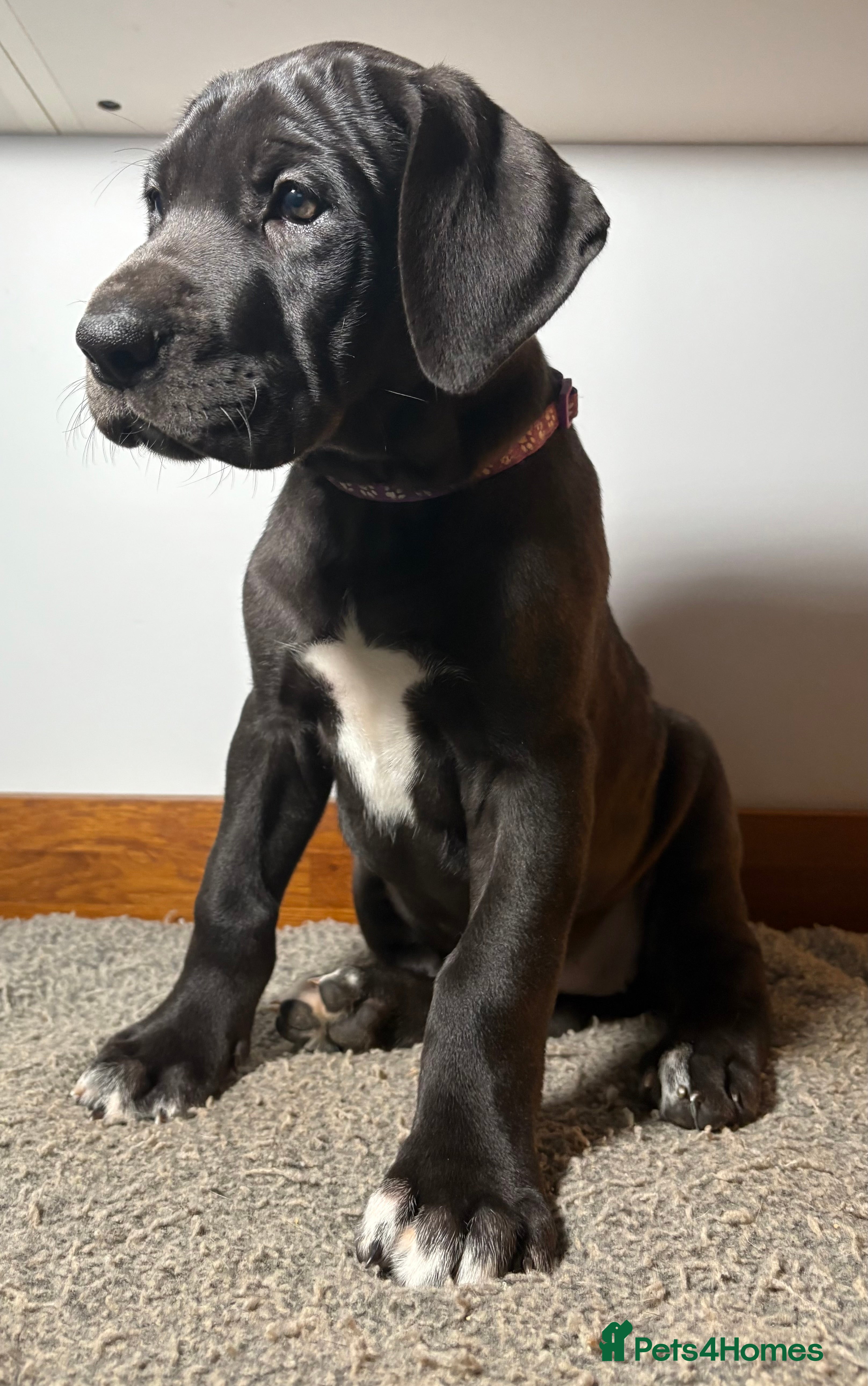 Great Dane dogs ***2 girls, 2boys left *** Great Dane puppies - Advert 19