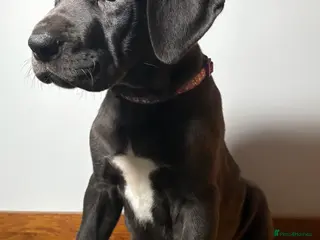 Great Dane dogs ***2 girls, 2boys left *** Great Dane puppies - Advert 19