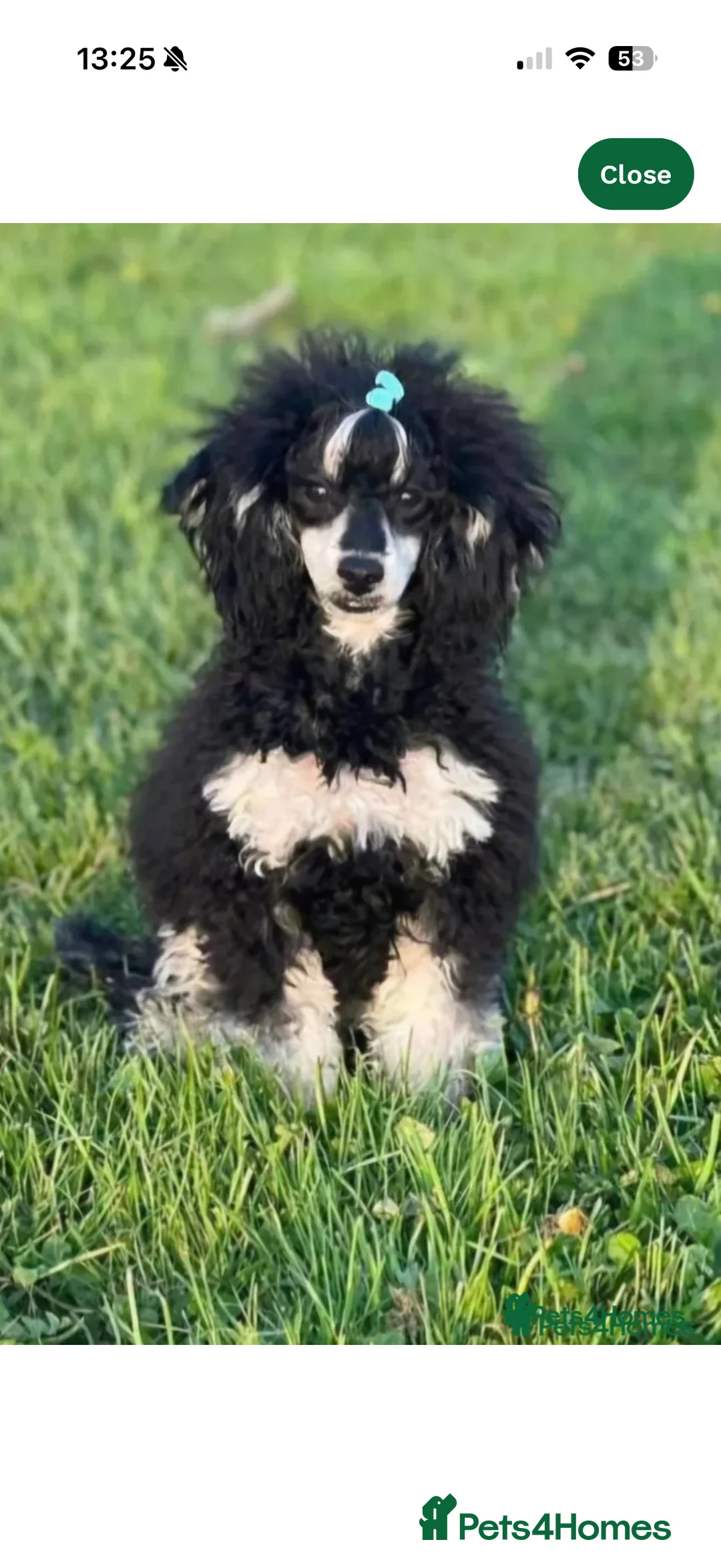 Mixed Breed dogs for sale: Toy poodle mixed - Advert 5