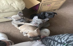 French Bulldog dogs for sale: **READY NOW**French bulldog puppies READY NOW - Image 24