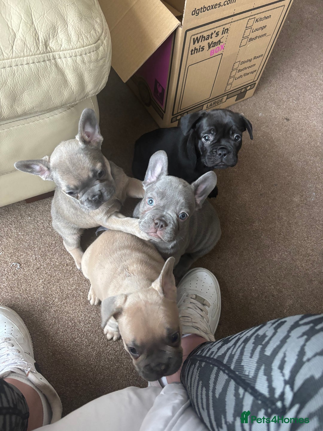 French Bulldog dogs for sale: **READY NOW**French bulldog puppies READY NOW - Image 24