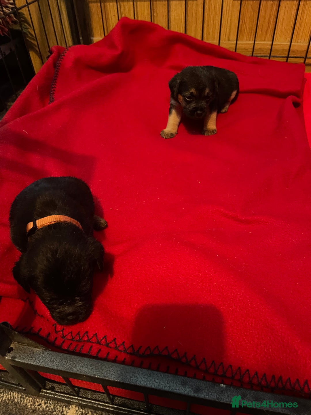 Border Terrier dogs for sale: Border Terrier Pups - Advert 18