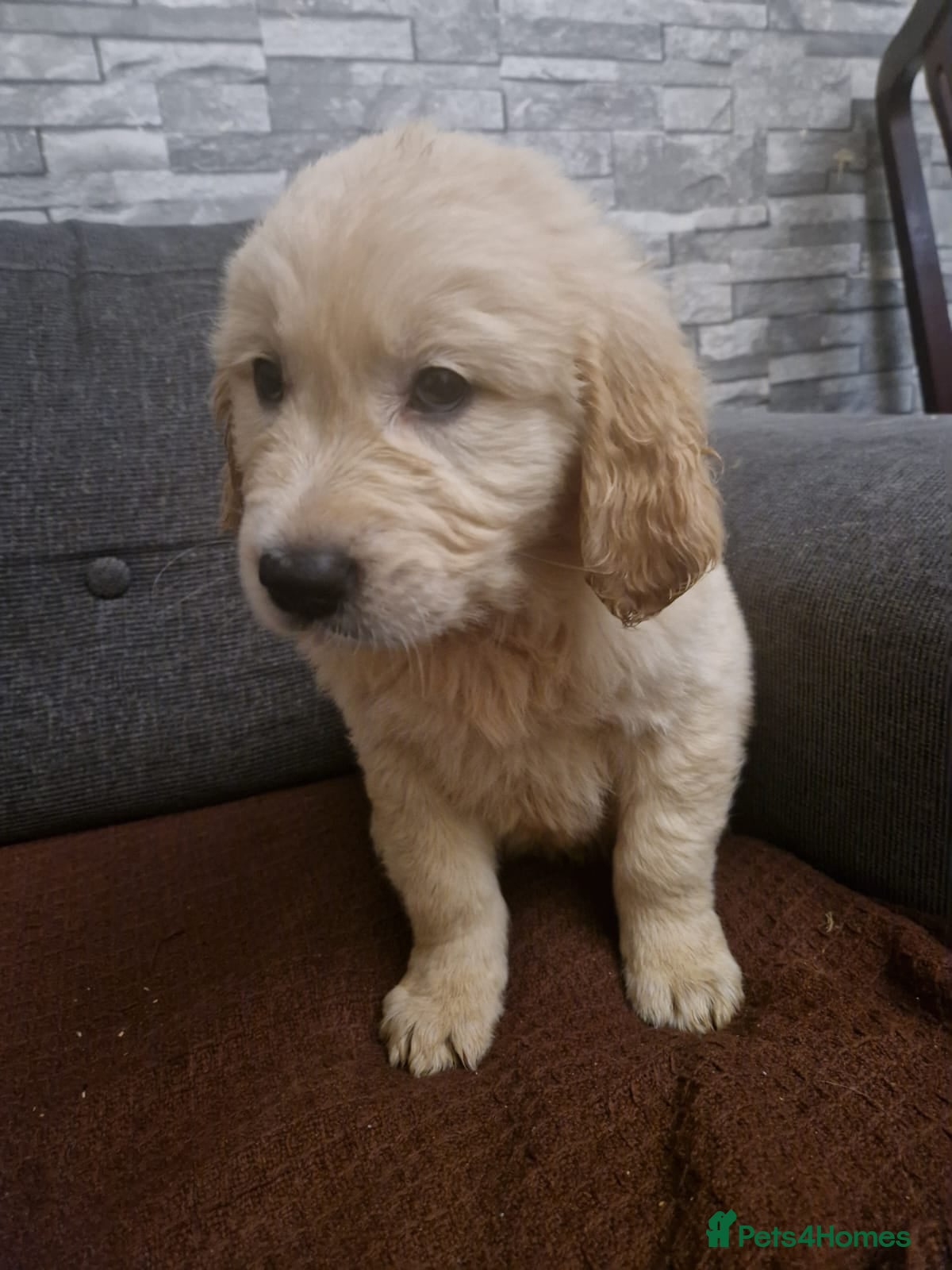Golden Retriever dogs KC Golden Retriver READY 20Th December  - Advert 3