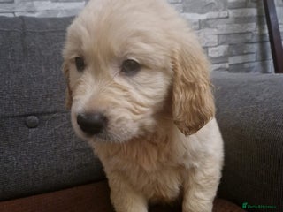 Golden Retriever dogs KC Golden Retriver READY 20Th December - Advert 3