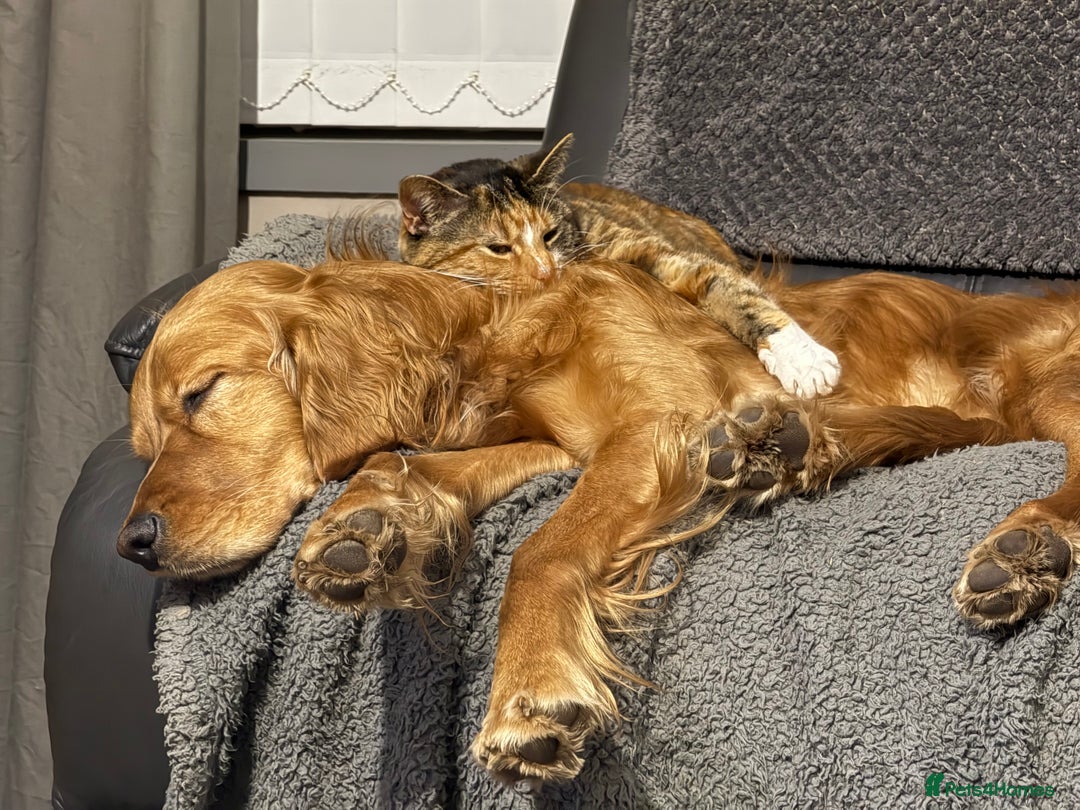 Mixed Breed cats for sale: 9 year old female cat needing new loving home  - Advert 2