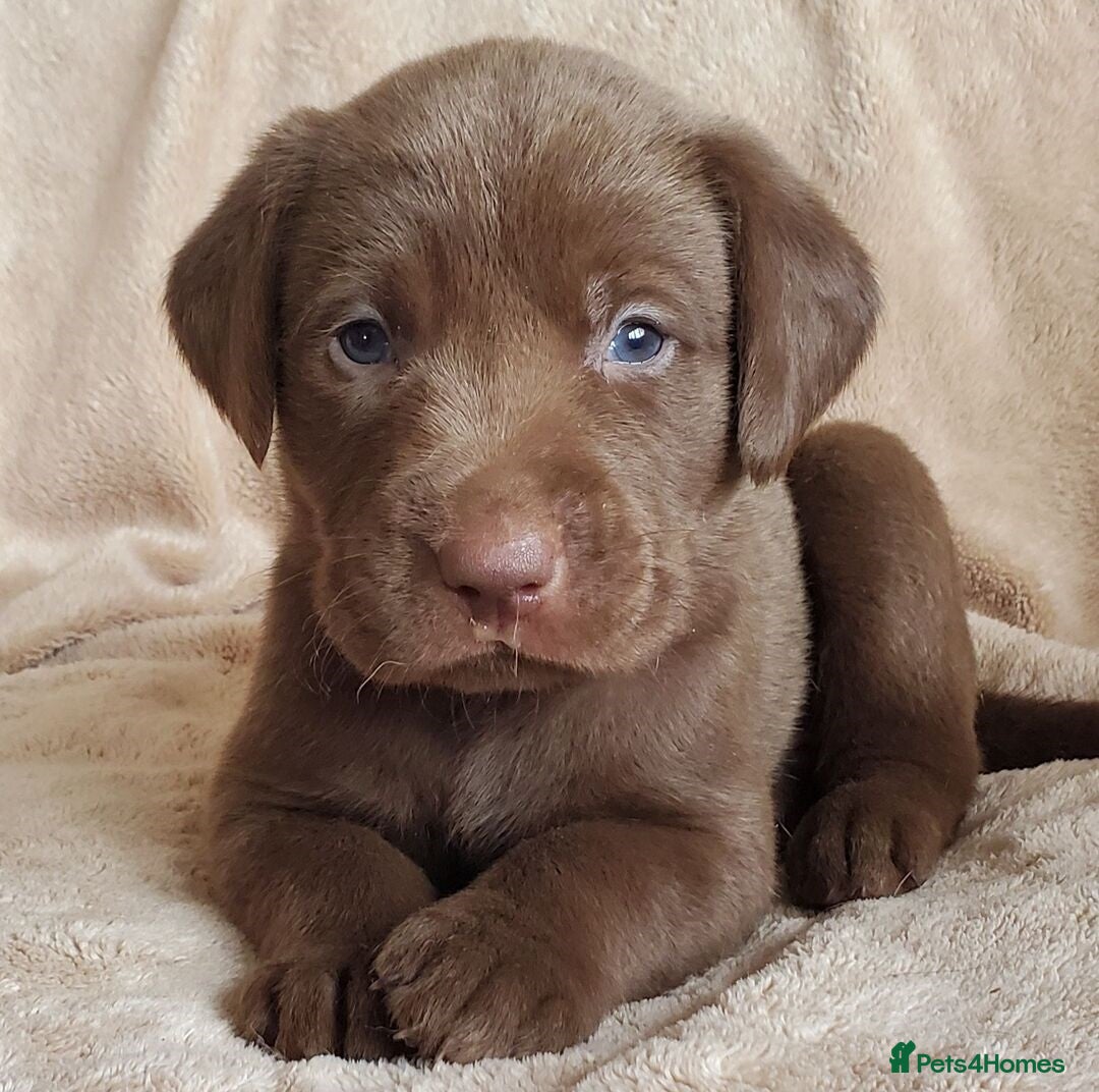 Labrador Retriever dogs Female Labrador retriever dog - Advert 3