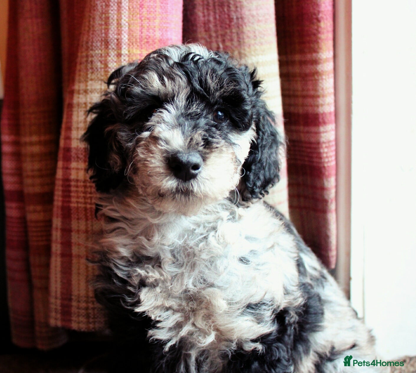 Labradoodle dogs F7 Australian Labradoodle Stunning Girl - Advert 3