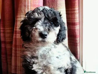 Labradoodle dogs F7 Australian Labradoodle Stunning Girl - Advert 3