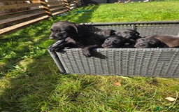 Mixed Breed dogs for sale: Labrador cross saluki - Image 6
