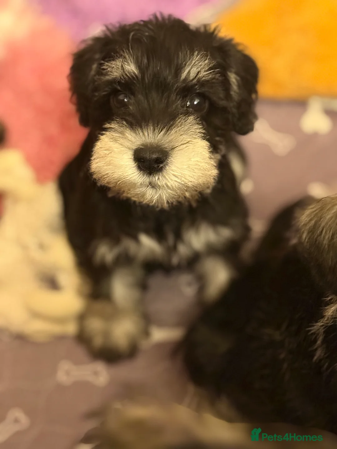 Miniature Schnauzer dogs for stud: Miniature Schnauzer stud - Advert 12