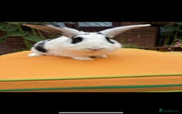 Mixed Breed rabbits for sale: Rescue Bunnies for Adoption  - Image 16