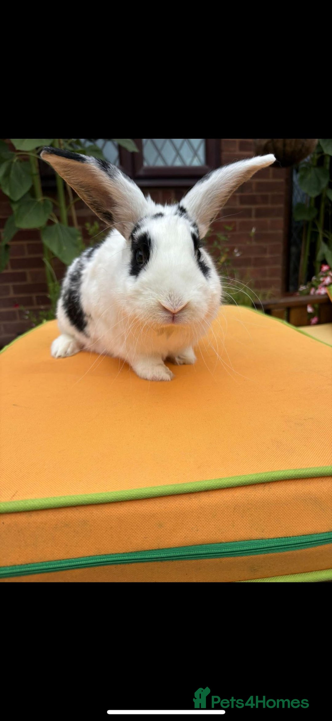 Mixed Breed rabbits for sale: Rescue Bunnies for Adoption  - Image 16