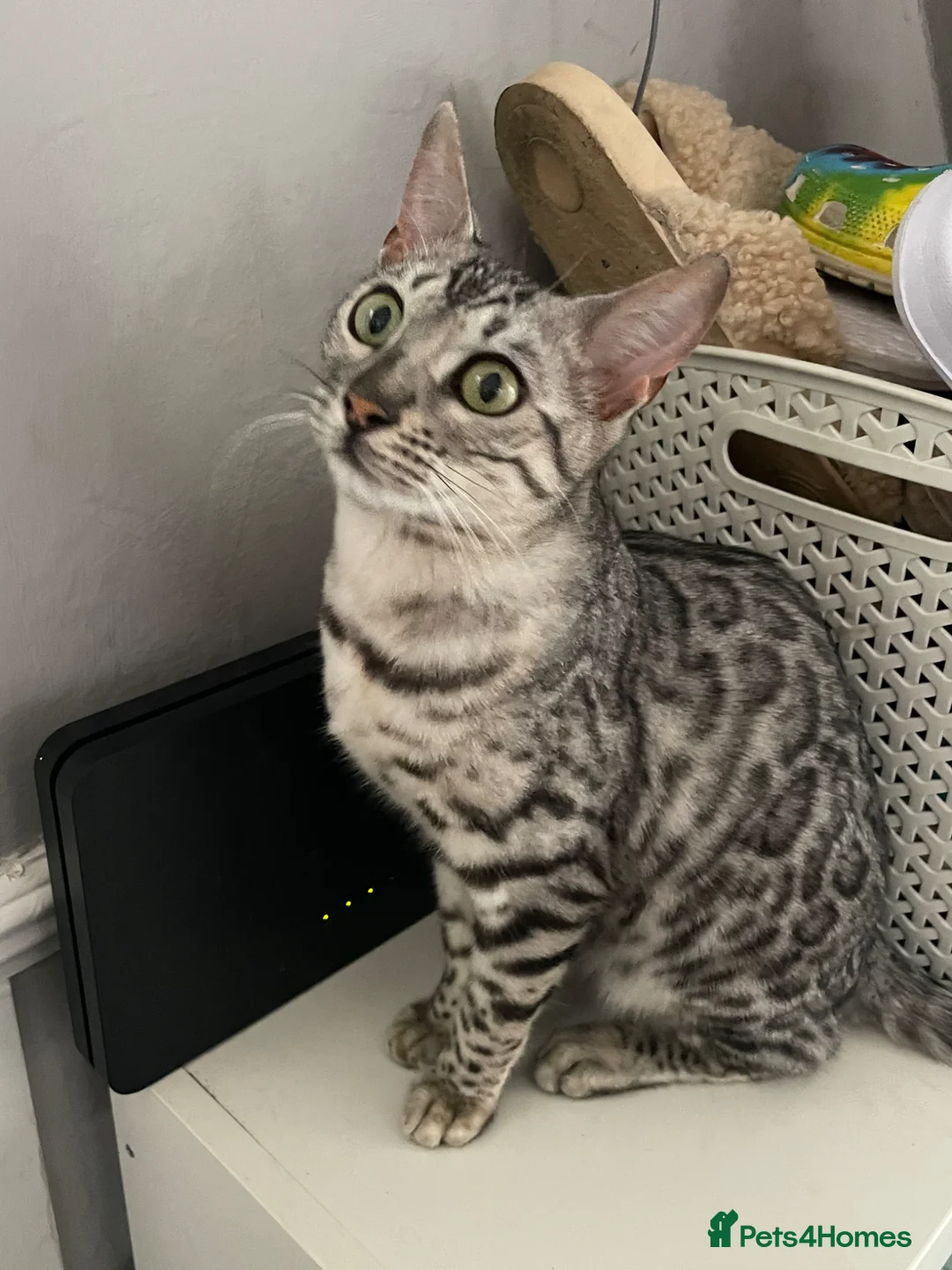 Mixed Breed cats for sale: Bengal/Maine Coon Kittens  in York - Advert 2