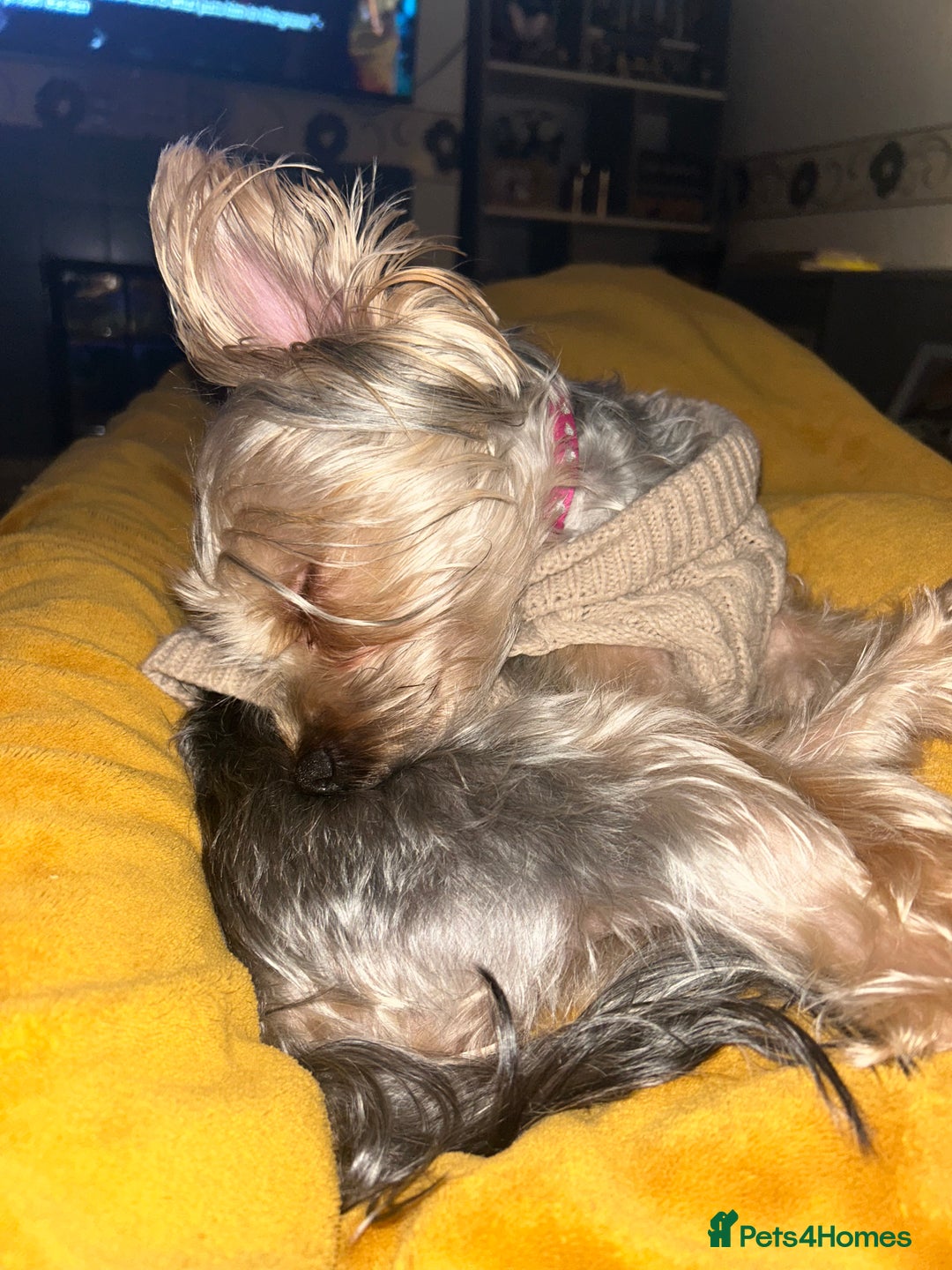 Yorkshire Terrier dogs for sale: Yorkshire Terrier, Female - Full Sized - 1yr old  - Advert 3