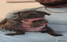 Staffordshire Bull Terrier dogs for sale:  Beautiful blue staffy litter amazing bloodlines - Image 21