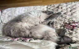 Ragdoll cats for sale: Active female pure Ragdoll - Advert 6