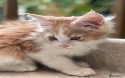 Maine Coon cats for sale: Wonderful Maine Coon Boys from the Grand Champion  - Image 8