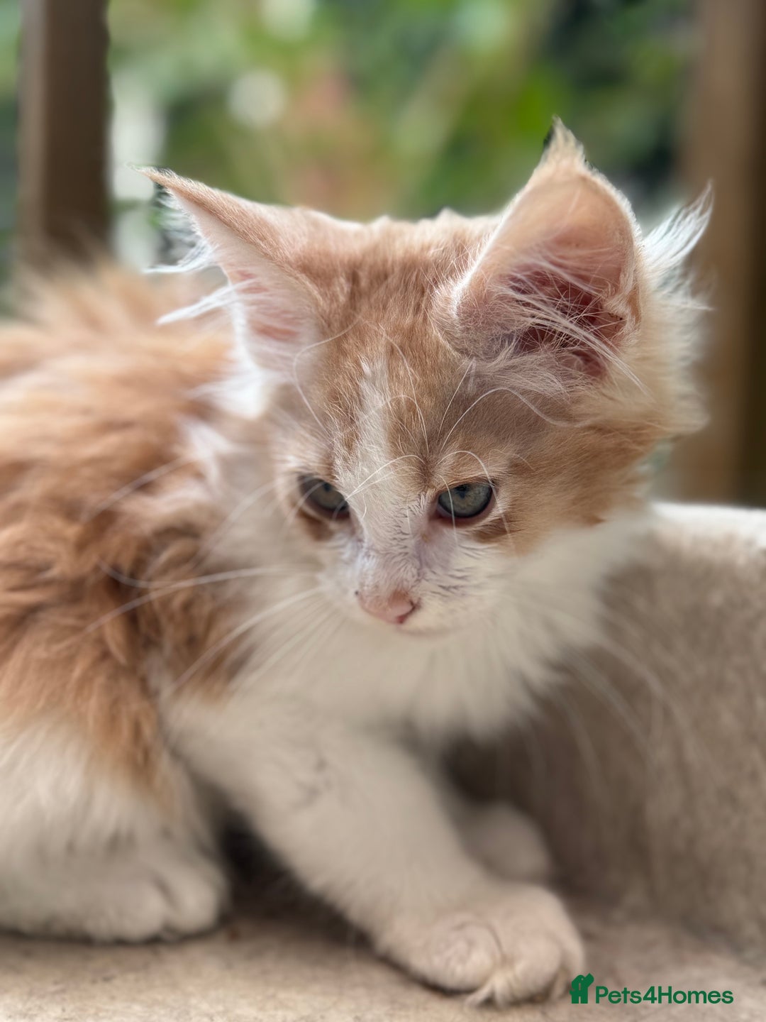 Maine Coon cats for sale: Wonderful Maine Coon Boys from the Grand Champion  - Image 8