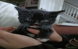 Mixed Breed cats for sale: 4 sweet ghost tabby tuxedo kittens - Image 22