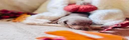 Miniature Dachshund dogs for sale: Beautiful Miniature Dachshund Puppies  - Advert 13