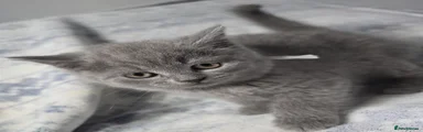 British Shorthair Kitten 1