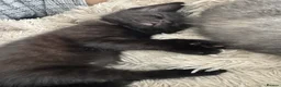 Mixed Breed cats for sale: 3 beautiful black kittens  in Stoke-on-Trent - Advert 6