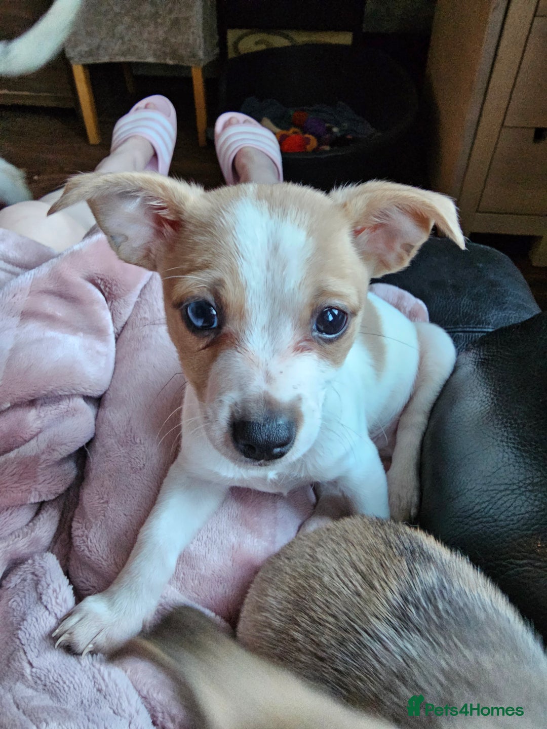 Pomchi dogs for sale: Chihuahua cross puppies  - Advert 7