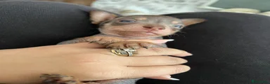 Male hairless 