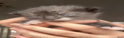 Mixed Breed cats for sale: Gorgeous tuxedo kittens - Advert 2