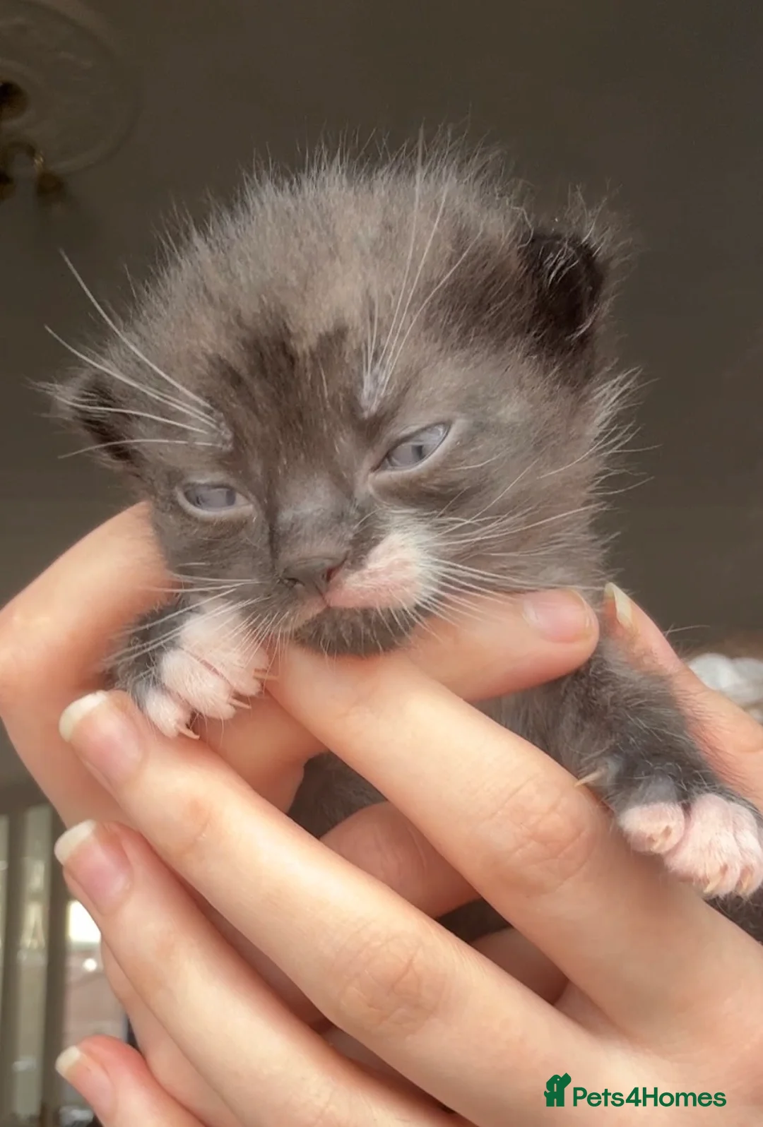 Mixed Breed cats for sale: Gorgeous tuxedo kittens - Advert 2