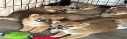 Japanese Shiba Inu dogs for sale: Japanese Shiba Inu *two girls left* - Advert 2