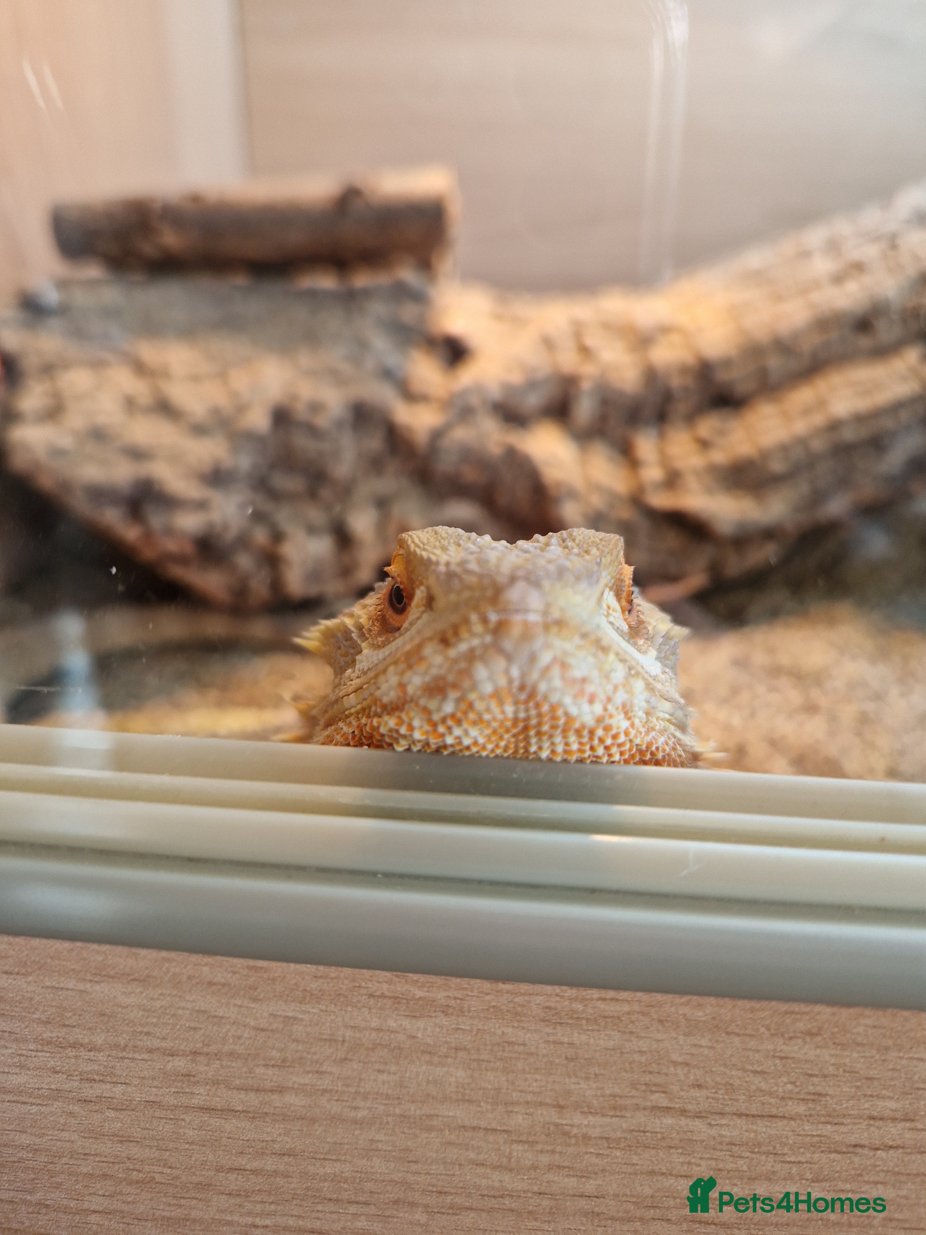 Bearded Dragon reptiles Mango the bearded dragon  in Harlow - Advert 2