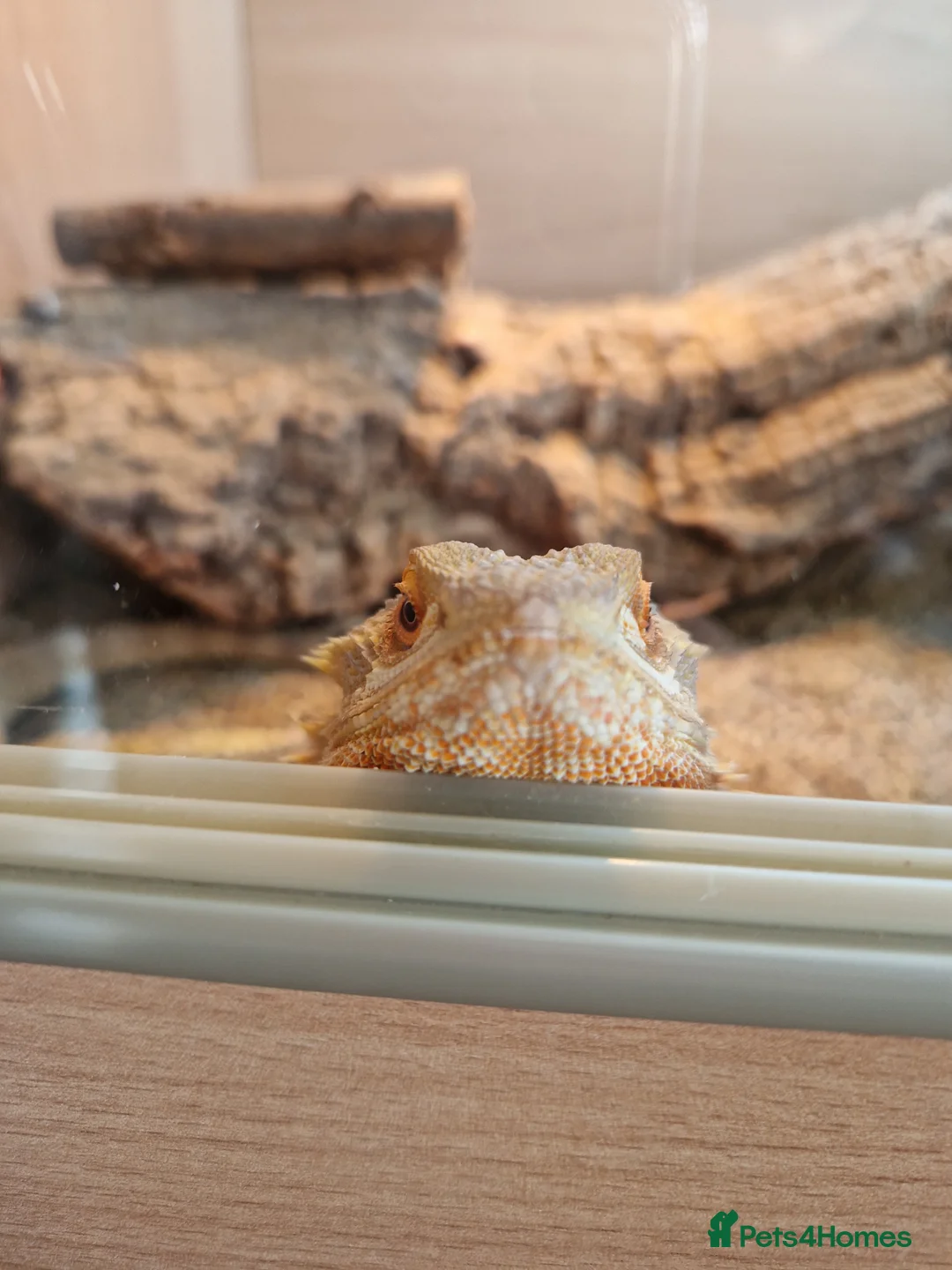 Bearded Dragon reptiles for sale: Mango the bearded dragon  in Harlow - Advert 1
