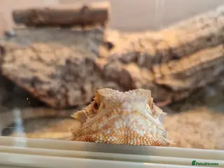 Bearded Dragon reptiles Mango the bearded dragon in Harlow - Advert 2