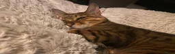 Bengal cats for sale: Beautiful Maya is looking for a new home  - Advert 5