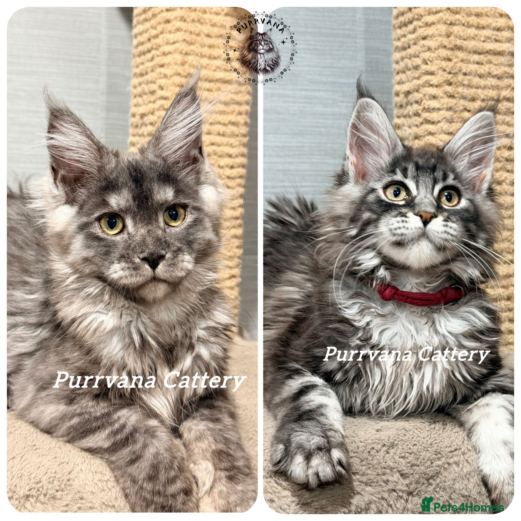 Maine Coon cats TICA registration Maine coon kittens Ready Now - Advert 1