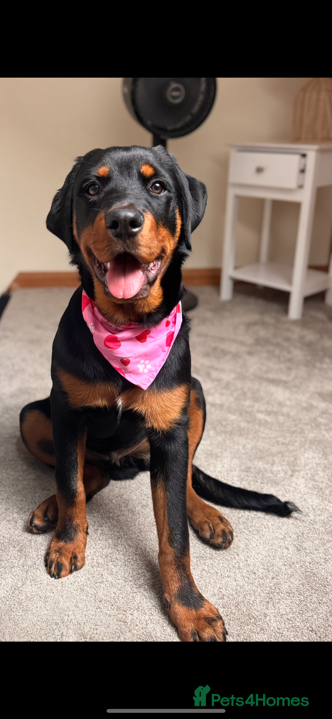 Rottweiler dogs for sale: Male rottweiler - Advert 5