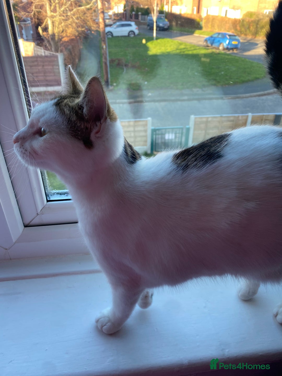 Domestic Shorthair cats for sale: Female kitten  - Advert 6