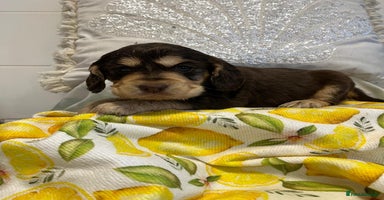 Cocker Spaniel dogs Show type cocker spaniels  - Advert 9