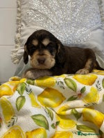 Cocker Spaniel dogs Show type cocker spaniels - Advert 6