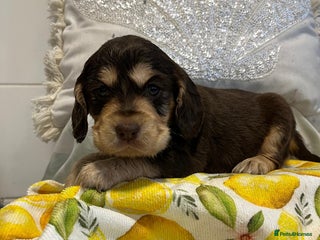 Cocker Spaniel dogs Show type cocker spaniels - Advert 1